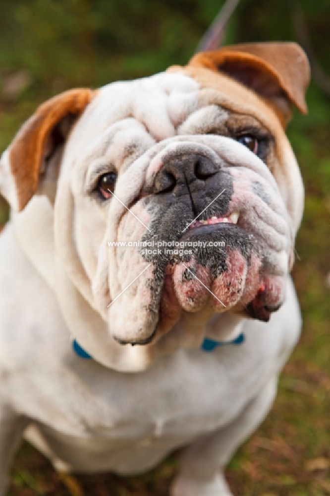 Bulldog portrait