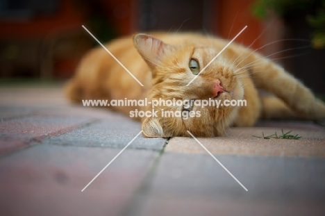 ginger tabby laying on pavement looking cute