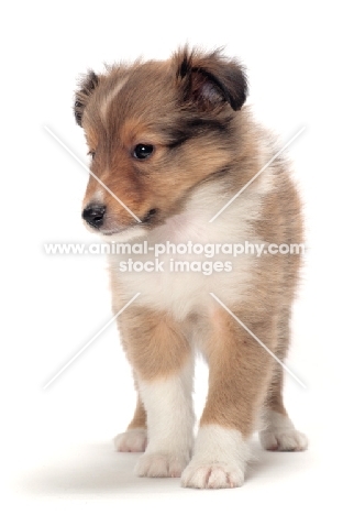 cute Shetland Sheepdog puppy