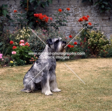 ch siddleys dutch bargemaster,  standard schnauzer sitting