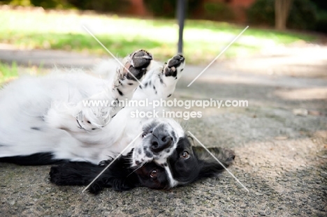 springer spaniel lying on back with paws in the air