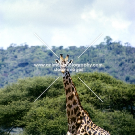 oak leaf patterned giraffe in lake manyara np