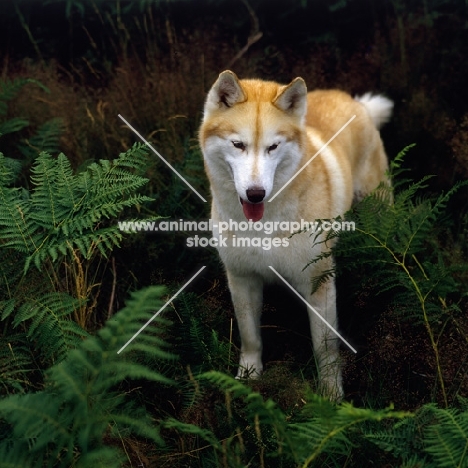 ch forstal's noushka,  siberian husky looking down thoughtfully