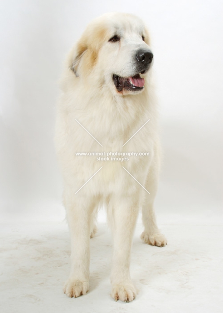 Pyrenean Mountain Dog standing on white background