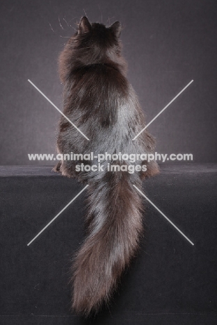 Siberian, back view