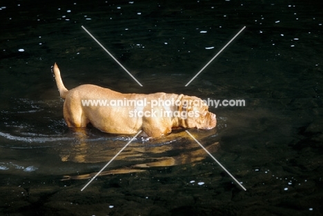 Dogue de Bordeaux standing in river