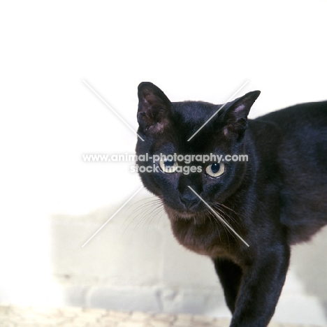 american brown burmese cat, gr ch kittrick’s gung ho of silkwood