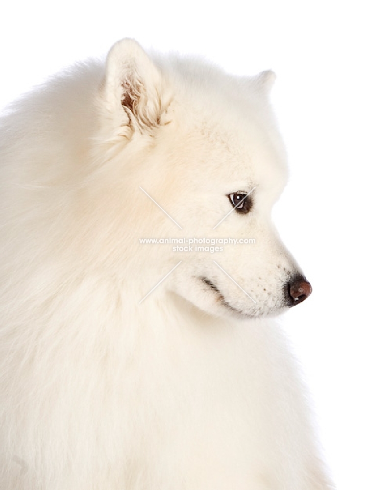 Samoyed on white background