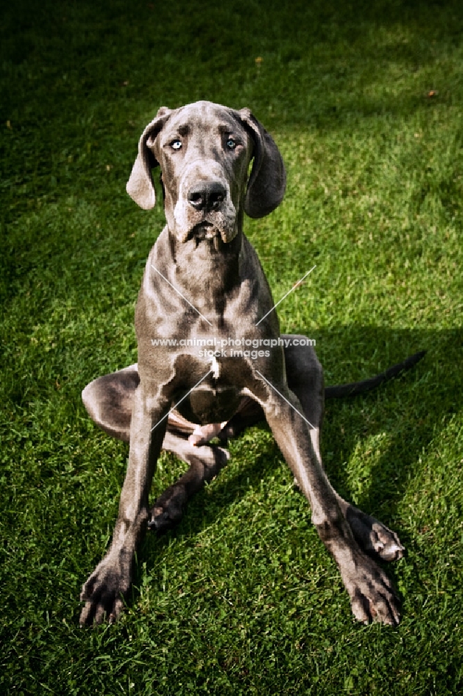 blue great dane sitting in grass