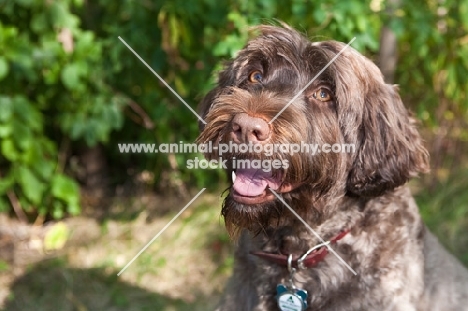 happy Portuguese Water Dog