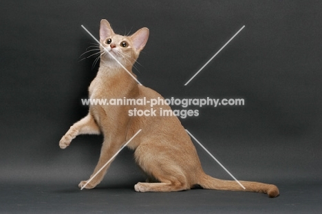 fawn Abyssinian on grey background, one leg up