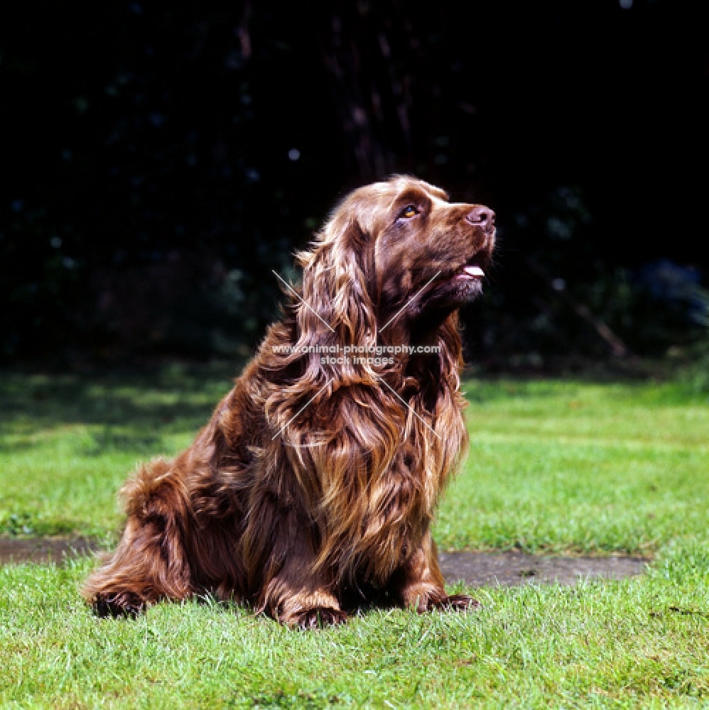 sussex spaniel sitting on grass