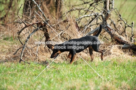 German Hunt Terrier (aka deutscher jagd terrier)