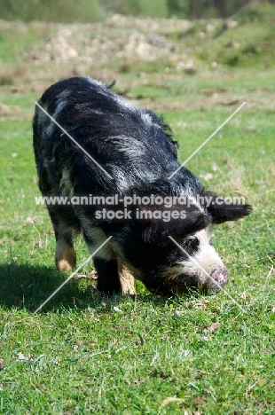 Kunekune pig