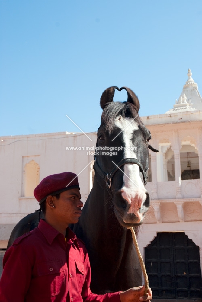Marwari stallion with handler at Rohet Garh, India