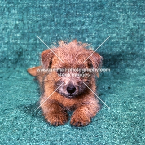 norfolk terrier puppy lying on green background