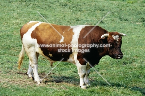 red holstein bull in holland