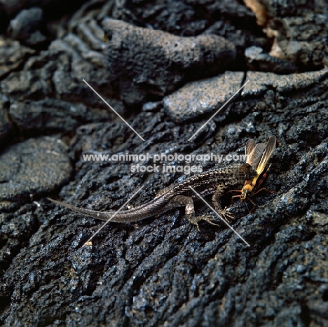 lava lizard after catching a grasshopper on lava, james island, galapagos islands