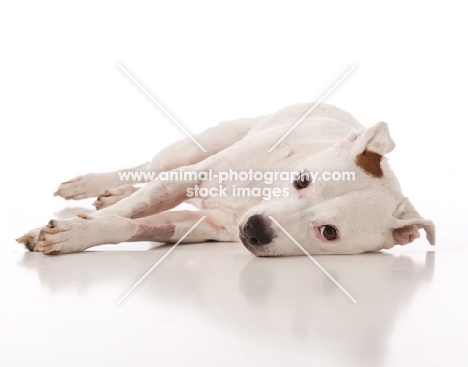 white American Pit Bull Terrier