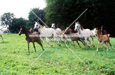 arab mare and foals running at marbach stud