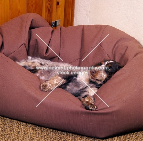 cocker spaniel lying on beanbag