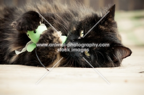 long haired cat playing with toy