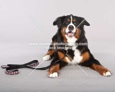 Bernese Mountain Dog (Berner Sennenhun) lying down