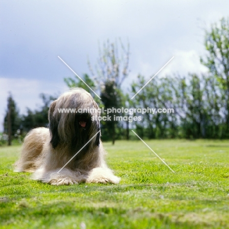 champion briard lying in a garden