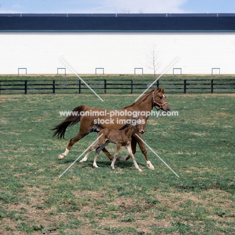 American Saddlebred mare, trotting with her foal cantering,  in kentucky, USA