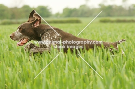 German Shorthaired Pointer running in field