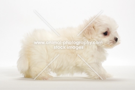 Maltese puppy standing on white background
