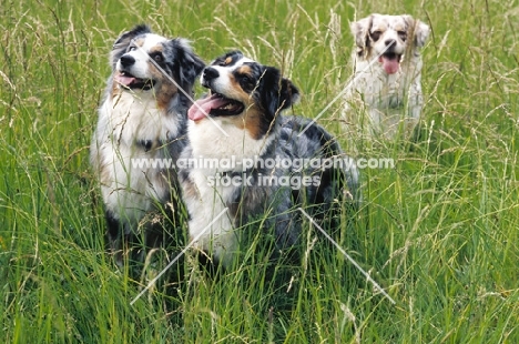 three australian shepherds