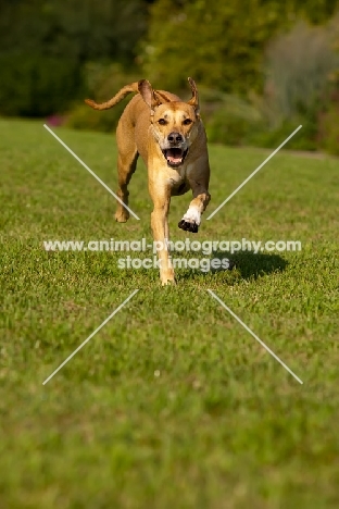 Rhodesian Ridgeback in motion