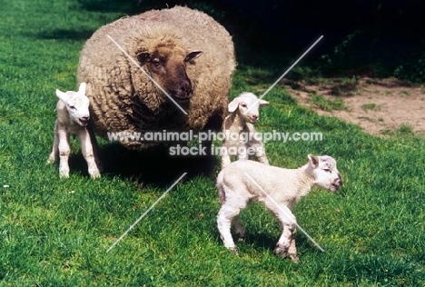 commercial mixed breed ewe and triplet lambs