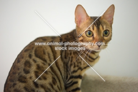 bengal cat sitting and looking alert
