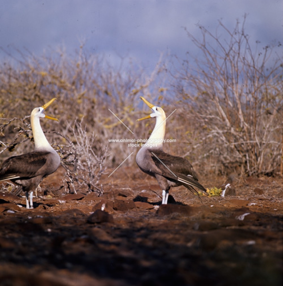 two waved albatross in courtship dance star gazing, hood island, galapagos 