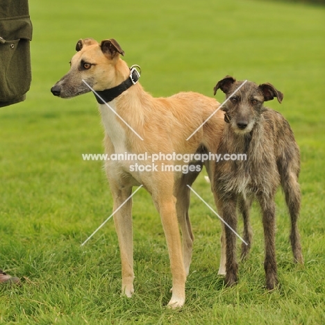 two Lurchers