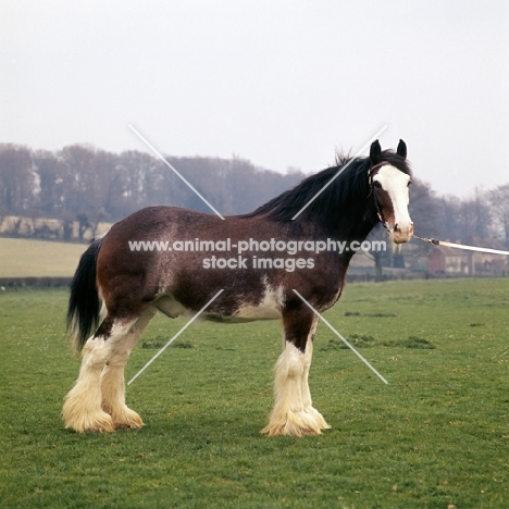 Clydesdale with white face posed in a field 