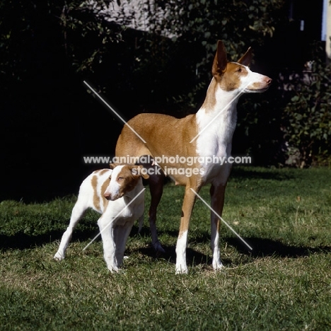 ch paran prima donna  ibizan hound and puppy looking in different directions