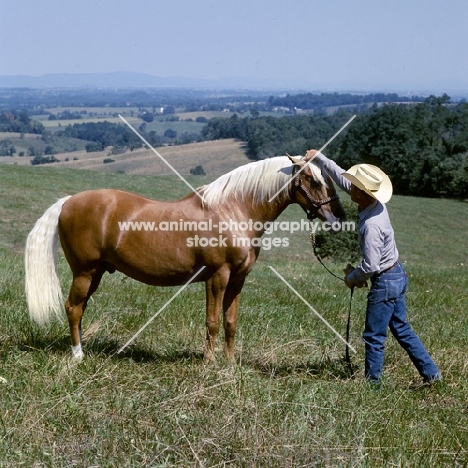goldie, palomino stallion with  owner arranging forelock, in usa