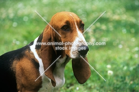 daguette de barbeley, basset artesian normand headshot