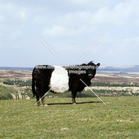 belted galloway cow on hills in scotland looking at camera