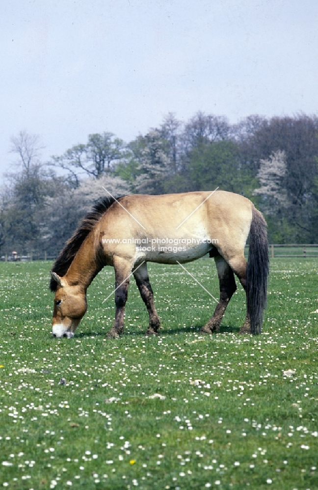 przewalski's horse at whipsnade grazing among daisies and blossom
