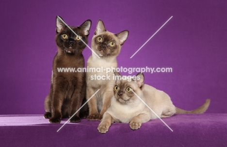 three young Burmese cats