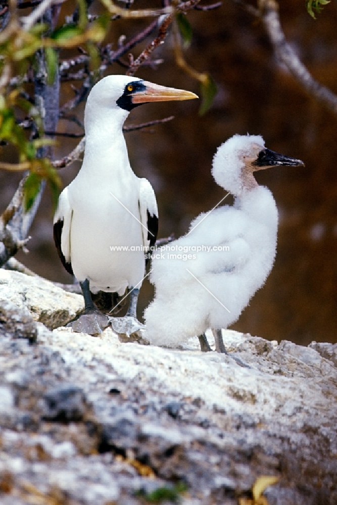 masked booby and large chick on daphne island, galapagos