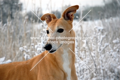 greyhound, irish bred ex racer, wilcox sunrise, in snow, merrow, all photographer's profit from this image go to greyhound charities and rescue organisations
