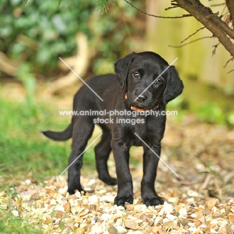 cute labrador puppy standing in gravel in garden