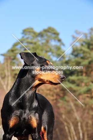 German Pinscher looking aside