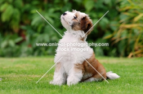 Tibetan Terrier puppy