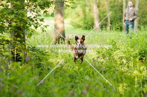 Boxer x Terrier dog, running